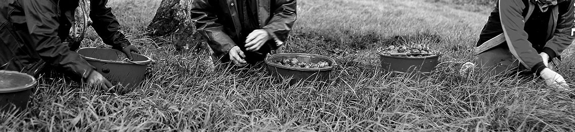 ramassage manuel des poires à poiré en noir et blanc