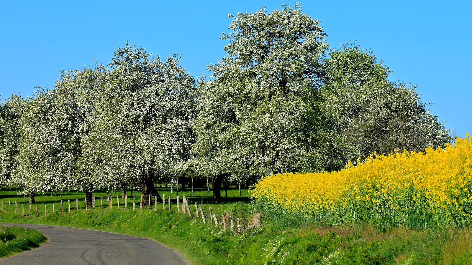Prendre la route du Domfrontais sous les poiriers en fleurs