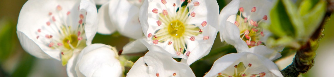 Fleurs de poiriers