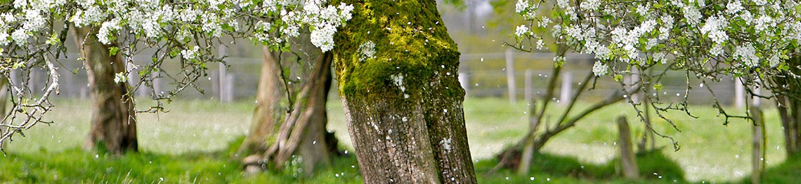Bandeau pétales de fleurs en pluie