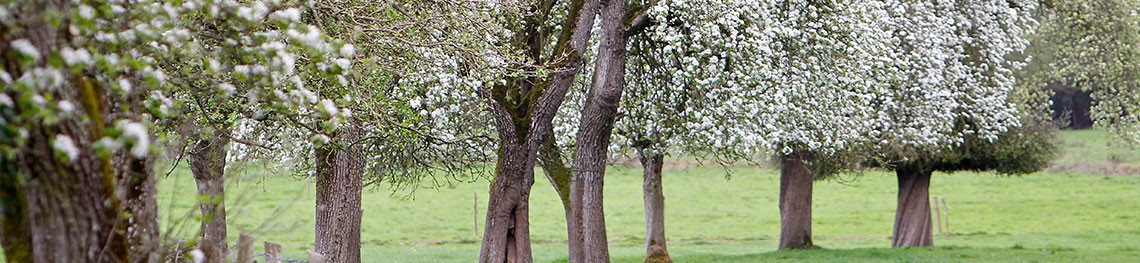 Verger en fleurs