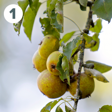 Pears of Plant de Blanc