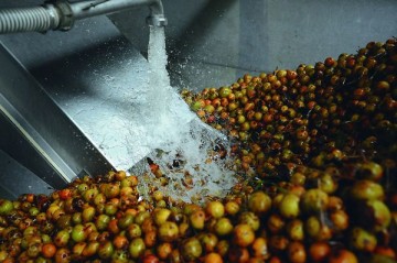 Avant d'être pressées les poires à poiré sont lavées (c)Joël Morin
