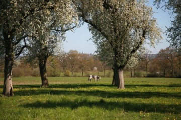 Un terroir : le Domfrontais (c)Joel Morin