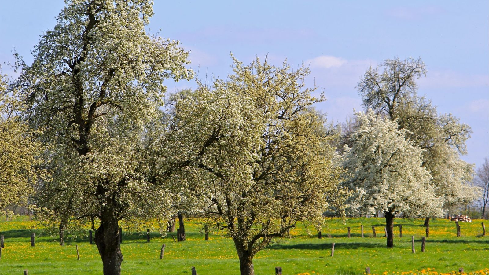 Floraison des poiriers de l'AOP Domfront au printemps